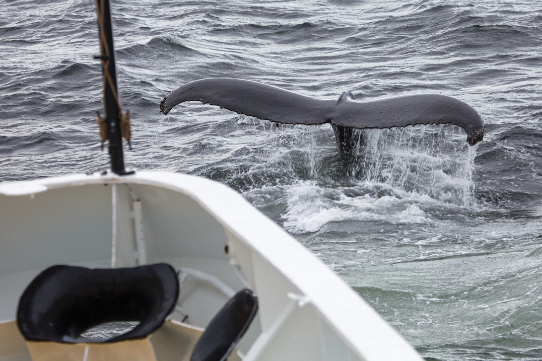 Silversea - Silver Muse - Whale Watching 2.jpg
